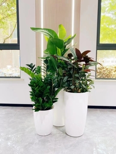 热门的宁波花卉租摆方案，你知道几个？